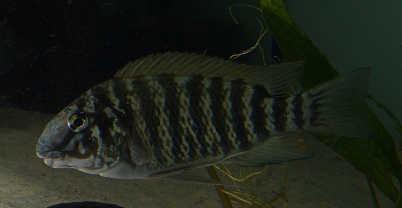 Petrochromis sp. 'longola red fin' Longola